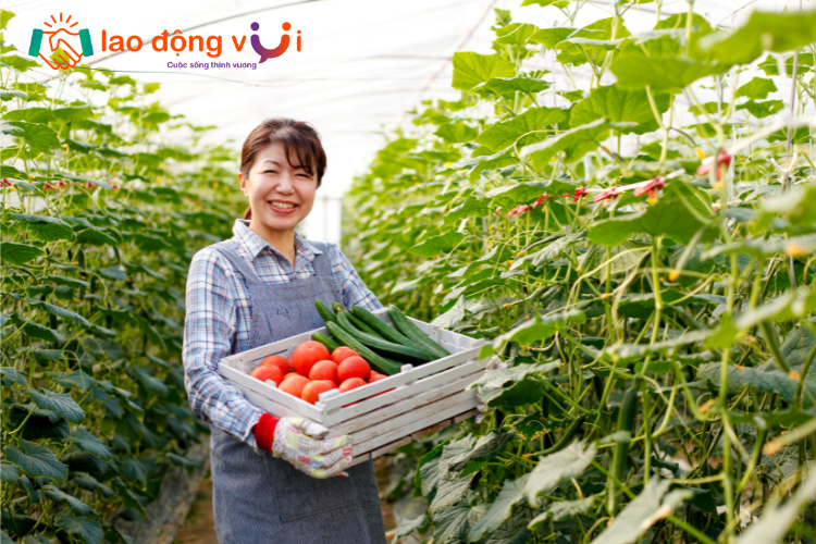 Xuất khẩu lao động Nhật ngành nông nghiệp là làm gì?